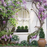 1429858608-wisteria-climbing-up-wall-of-house-with-window-box-linda-burgess